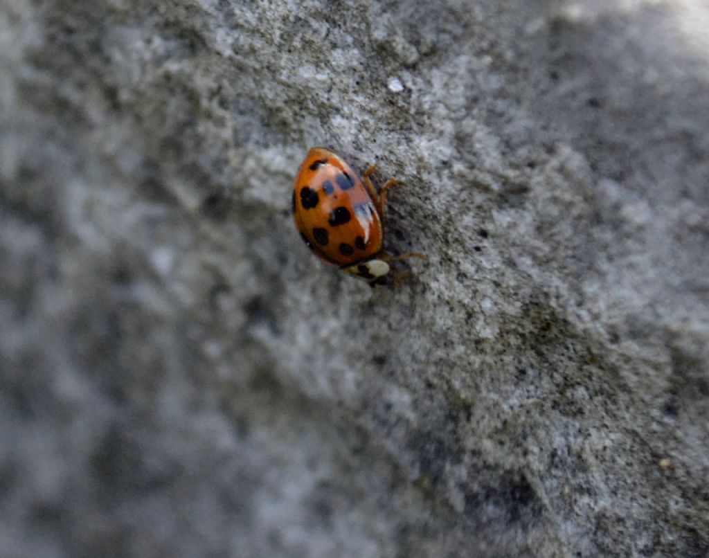 Pullulazione di coccinelle